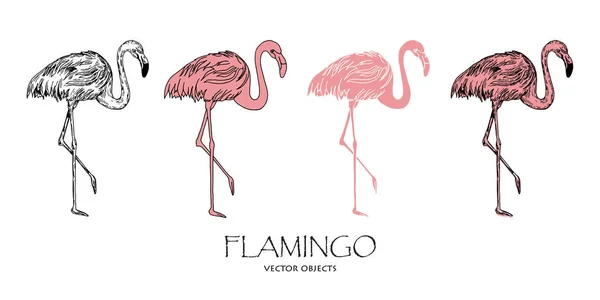 Conjunto de flamencos vectores. Diferentes estilos de uno. Objetos vectoriales . — Vector de stock