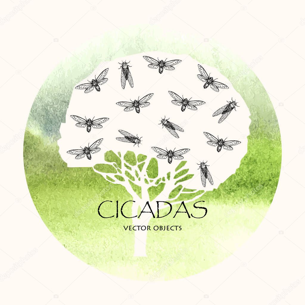 Vector illustration. Cicadas . Vector pen style sketch.