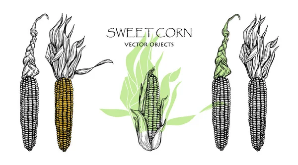 Векторні ілюстрації. Начерк малює солодку кукурудзу. Набір векторних об'єктів . — стоковий вектор