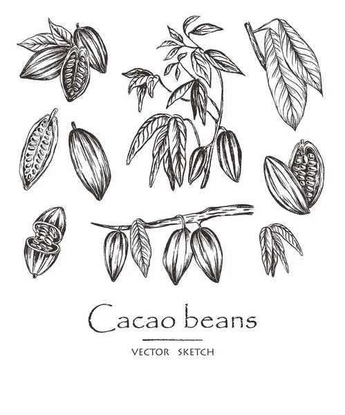 Ilustración vectorial. Frijoles de cacao dibujados a mano, hojas y ramas de cacao. Estilo tiza vector conjunto . — Vector de stock