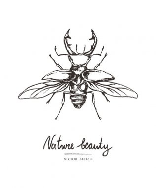 Vektör çizim. Elle çizilmiş böceği. Baskı tasarımı öğesi. Tebeşir stil vektör.