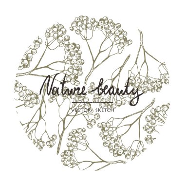 Vektör çizim. Kül ağaç dalları çember içine bileşik.