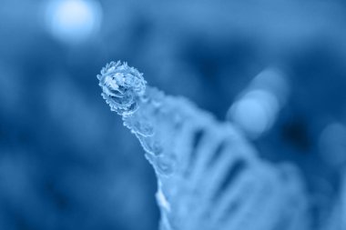 Eğreltiotu yaprakları, 2020 'nin mavi renkli yaprakları.