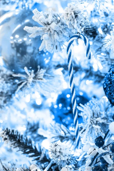 Blue white sugar cane on icy fir tree branch — Stock Photo, Image