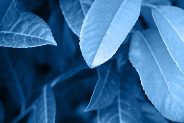 Tonificação na cor azul do ano 2020 folhas — Fotografia de Stock