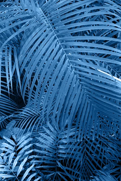 美しいヤシの葉は2020年の青の色でトーンを残します。自然背景 — ストック写真