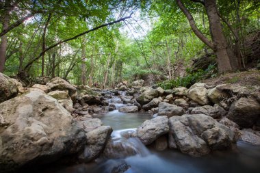 tropikal yağmur ormanlarında dağ dere