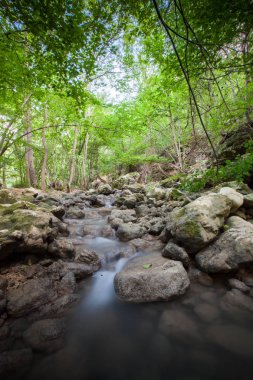 tropikal yağmur ormanlarında dağ dere