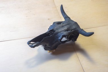 siyah boğa kafatası