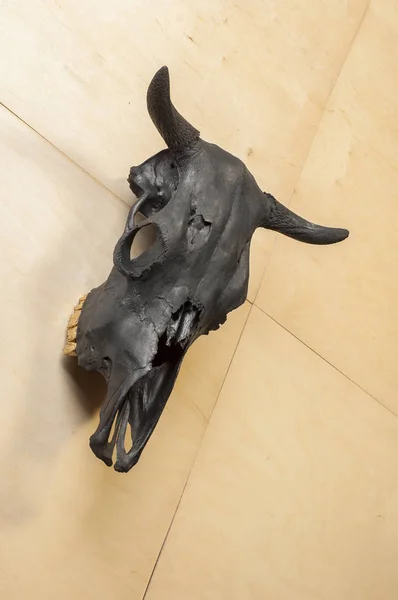 Lebka černé býky — Stock fotografie