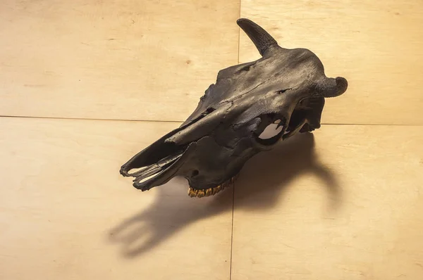 Cráneo de toros negros — Foto de Stock