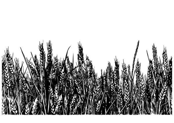 Buğday tarlasının gösterimi — Stok Vektör