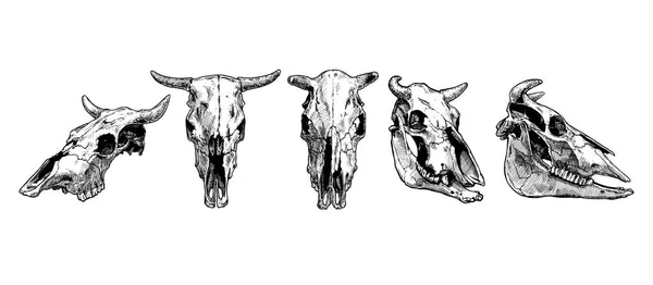 Cow and bull skull set. — Stock Vector