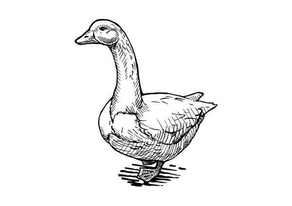 Ilustración de ganso — Archivo Imágenes Vectoriales