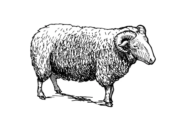 Illustrazione di ram — Vettoriale Stock