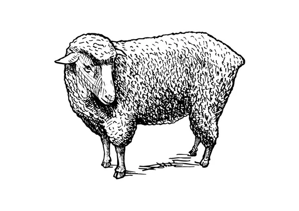 Illustration of sheep — Stock Vector