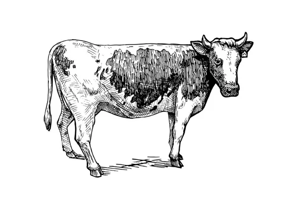 소의 그림 — 스톡 벡터