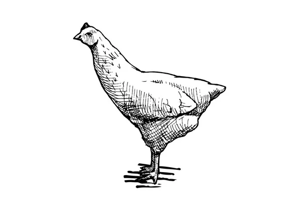 Иллюстрация курицы — стоковый вектор