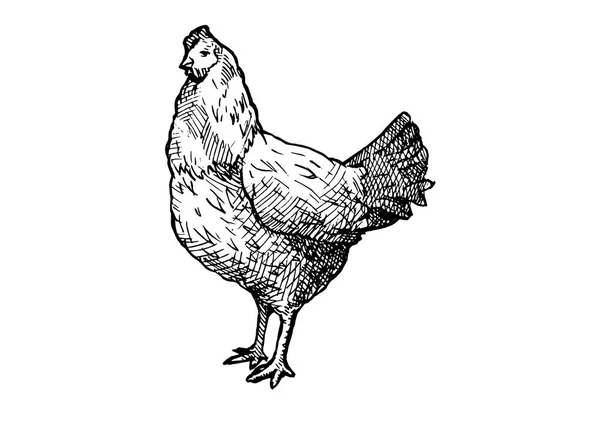 Εικονογράφηση της κότας — Διανυσματικό Αρχείο
