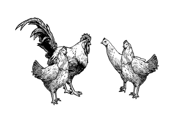 Tavuk ve horoz çizimi — Stok Vektör