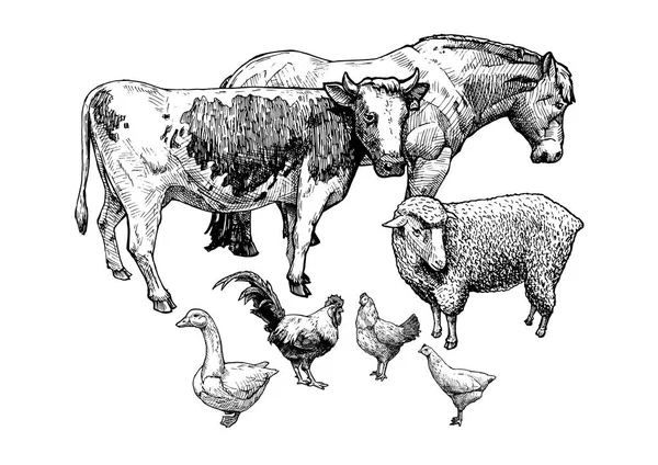 Ilustrace hospodářských zvířat — Stockový vektor
