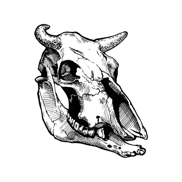 Ilustracja Byk czaszka — Wektor stockowy
