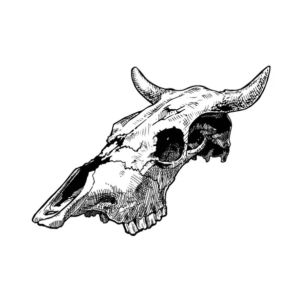 Illustrazione del cranio di toro . — Vettoriale Stock