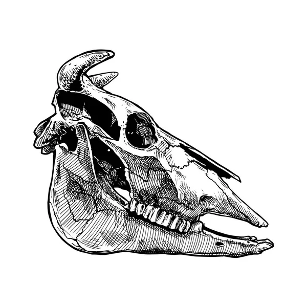 Illustration du crâne de taureau . — Image vectorielle