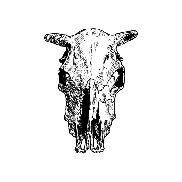 Απεικόνιση του Ταύρου κρανίο. — Διανυσματικό Αρχείο