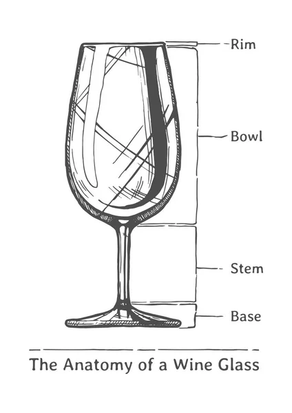 Infographic av vinglas — Stock vektor