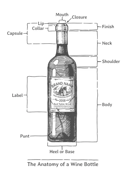 Dibujado a mano Ilustración de una botella de vino — Vector de stock