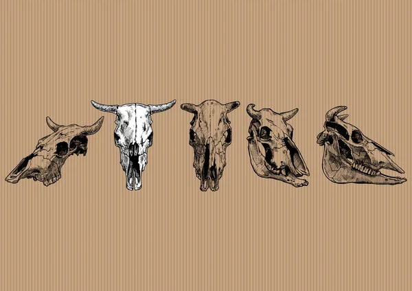 Cow and bull skull set — Stock Vector