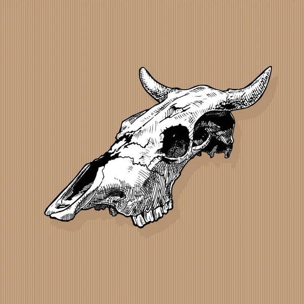 Ilustrasi tengkorak banteng - Stok Vektor