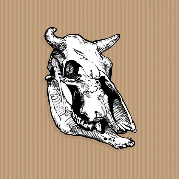 Illustration av bull skalle — Stock vektor