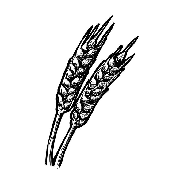 иллюстрация шипов пшеницы
 