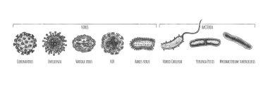 Vektör el çizimleri farklı virüs ve bakteri setleri - Coronavirus, Influenza, Variola, HIV, Kuduz, Vibrio holerae, Yersinia Pestis, Mycobacterium tüberküloz. Eski usul oymalı resimler. Beyaz arkaplanda izole.