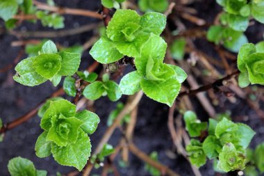 taze yeşil tomurcukları ve ortanca bitki dal. Üstten Görünüm bir HORTENSIA Bush bahar. bahçe bitki büyüme