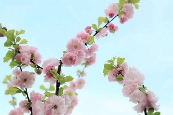 branch in spring, pink blossom and green leaves