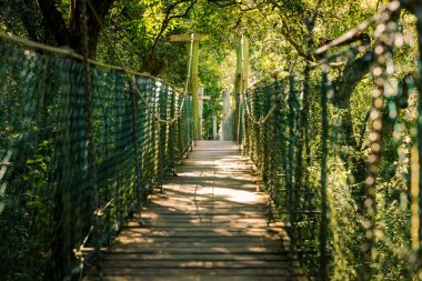 Gold Coast Hinterland askıya alınmış yağmur ormanlarında yürüyüş