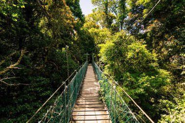Gold Coast Hinterland askıya alınmış yağmur ormanlarında yürüyüş