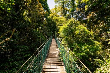 Suspended rainforest walk in the Gold Coast Hinterland clipart