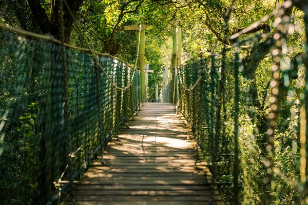 Felfüggesztett rainforest séta a Gold Coast Hinterland — Stock Fotó