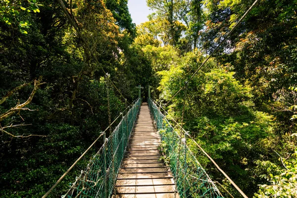 Felfüggesztett rainforest séta a Gold Coast Hinterland — Stock Fotó