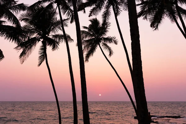Naplemente mögé a pálmafák Arambol Beach, Goa — Stock Fotó