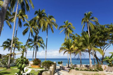 Sayulita Sahili, Nayarit, Meksika 'da güneşli bir gün.