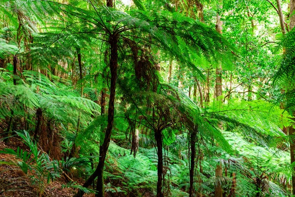 Forêt tropicale australienne luxuriante dans le parc national de Lamington — Photo