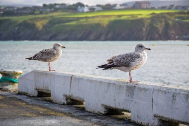 Kuşlar rahatlatıcı sahil Douglas, Man Adası