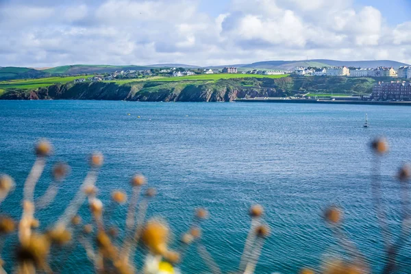 Landschapsmening kustlijn via een gedroogde bloem — Stockfoto