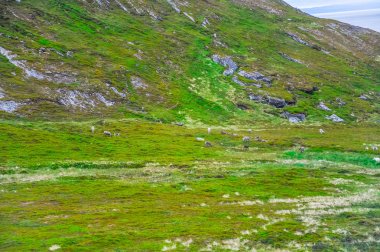 Norveç reindeers sürü ile Norveç'in güzel manzara yeşil çim sahası
