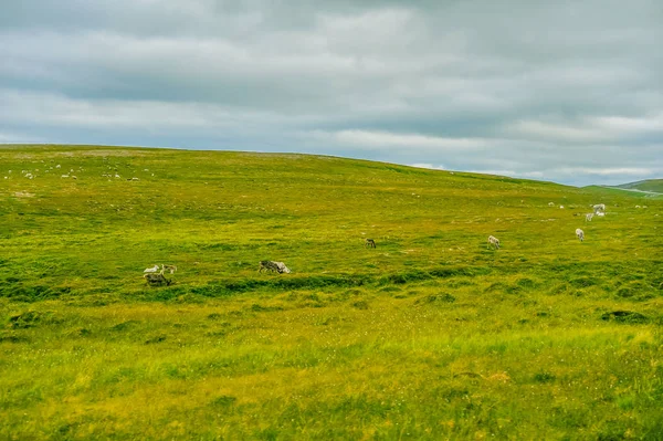 Piękny krajobraz pole trawa zielona Norwegia z stada reniferów norweski — Zdjęcie stockowe